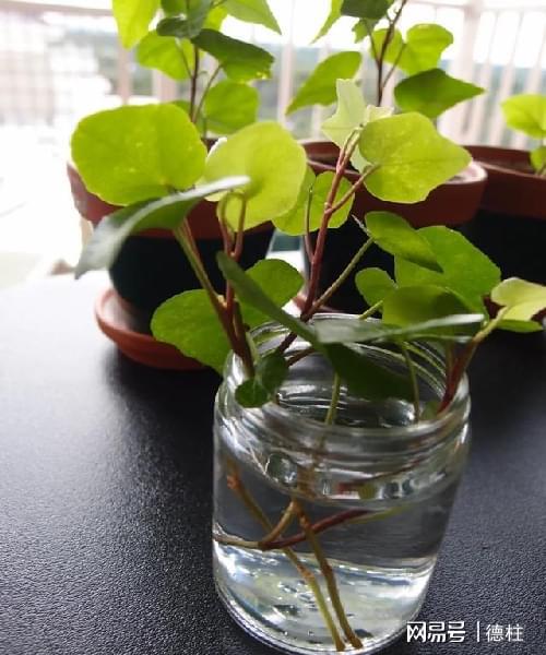 月季扦插技巧：水培最简易方法，轻松繁殖美丽花朵！