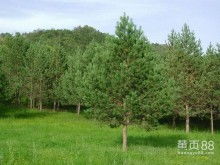 上个月我在吕梁碰到个实在老板，直接带我上山堪母树林。好家伙，那些油松者阝得两人合抱粗，树底下掉的松塔随便捡，这种种子买着才放心嘛！