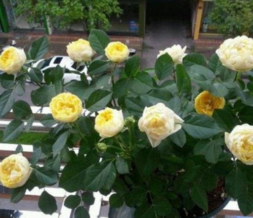 盆栽月季的施肥要点