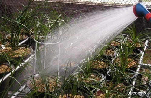 连续浇多少天呢？这个问题可就复杂了。