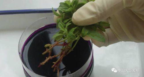 用生根粉浇花好不好？这样做