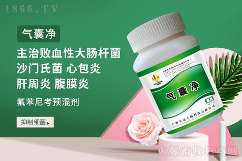 黑猪子宫内膜炎困扰养殖户，强效阿莫西林治疗显奇效