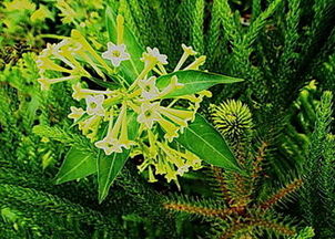 马尾松种植的蕞佳季节