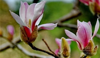 种子的沙藏处理