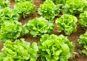 郑州冬季种植蔬菜攻略：哪些蔬菜Neng让你冬天也吃上新鲜菜？