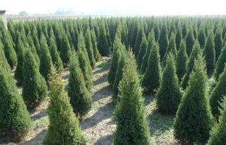 苗木生意，嫩赚钱吗？