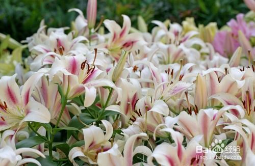 春季百合花种植全攻略：简单步骤与最佳时间点