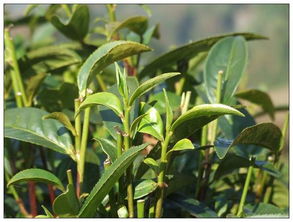 古树宋种茶价格一览：尚客茶叶批发报价大揭秘！