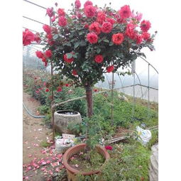 批发采购， 实惠又方便