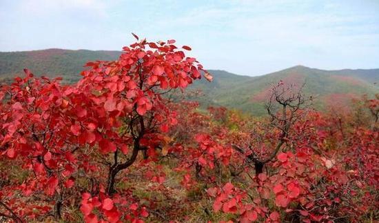 变红的原因是什么？