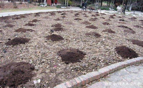 北方室内越冬， 月季梗需呵护