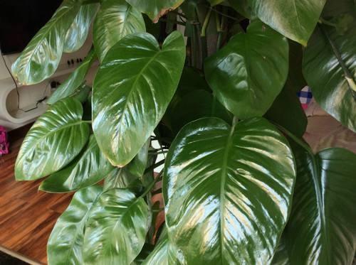 绿萝养护之道：施肥、光照与修剪，绿藤狂飙