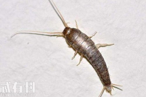 甲维盐：神奇还是普通？