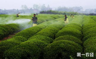 肥料选择与使用技巧