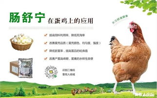 生物饲料在水产动物养殖中如何有效应用以提高饲料转化率和动物健康？