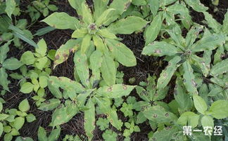 防范为主， 治疗为辅