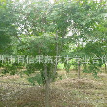 枫树苗的价格波动