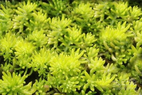 生长习性：耐寒与耐热