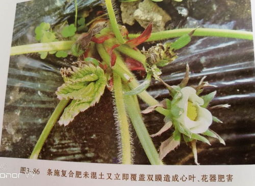 鱼藤酮， 也有用