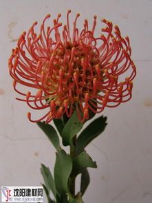 花蕊是花的“心脏”，它负责什么