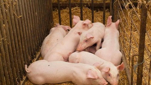 广东生猪出栏价格是多少？查猪价生猪今日价格有没有上涨？