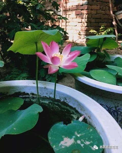 养睡莲如何保持水质清澈？如何避免水藻滋生