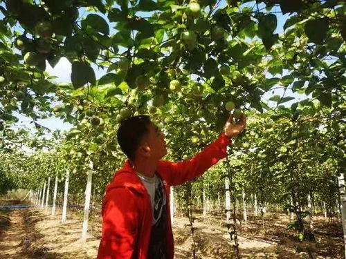 百香果种植管理中，如何正确浇水才能保证其健康生长