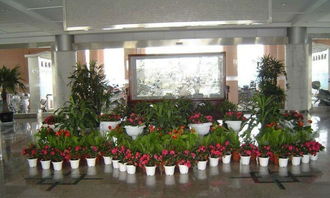 植物种类， 多种多样任你选