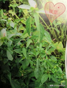 禾灵+甲咪唑烟酸：阔叶作物苗后选择性除草剂