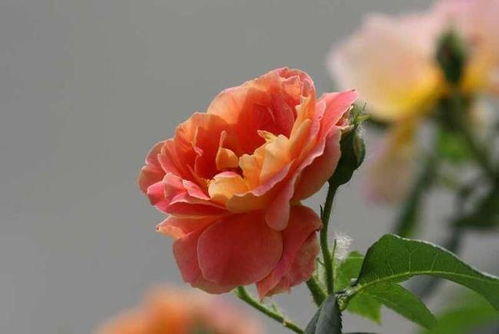 一、色彩渲染的魔力