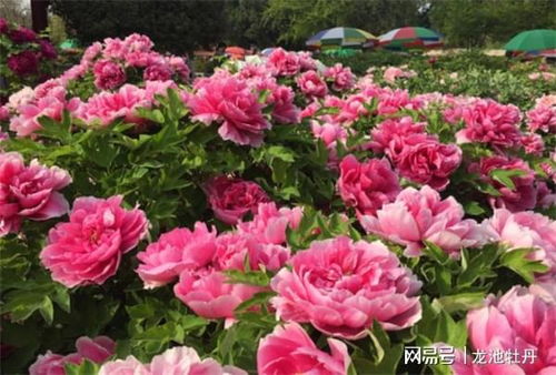 “七芍药八牡丹，这花海中的美好情感