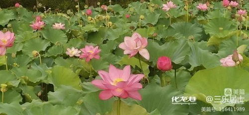 探索莲花寓意与文化，解读花中君子之美