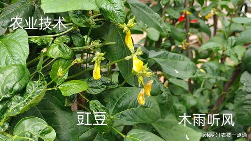 缸豆病虫害种种， 防治之道，我来揭晓