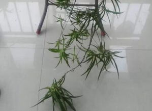 吊兰小苗快速生根的秘诀大公开！