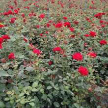 双管齐下 效益翻倍