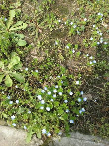 高速公路上的白色小花，你知道它们是谁吗？