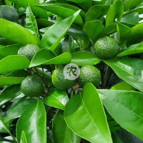 米兰花施肥：施什么肥