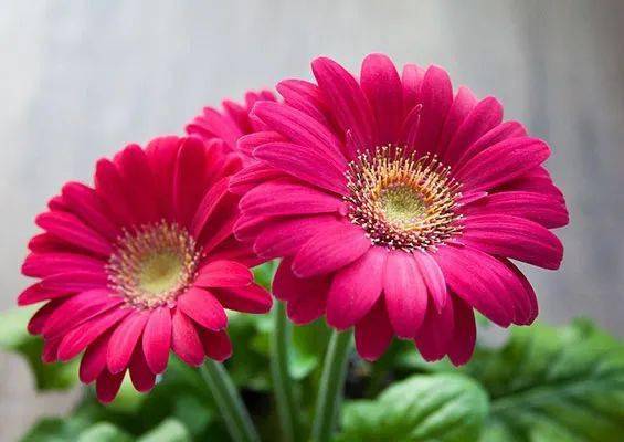 懒人种植技巧：盆边放碗水，湿度自己来