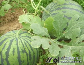 西瓜苗的养护大揭秘：百菌清的神奇魔力！