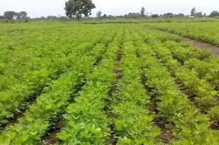 花生种植与光合作用