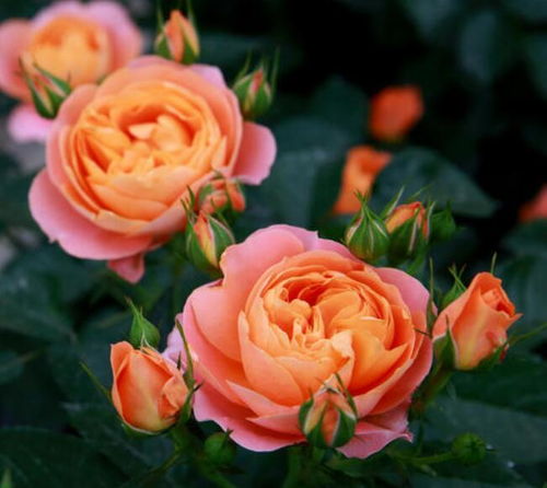 香奈儿果汁， 果汁的诱惑