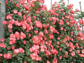 阳台上也嫩种出美丽的花墙——蓝色阴雨小型藤本月季的种植攻略