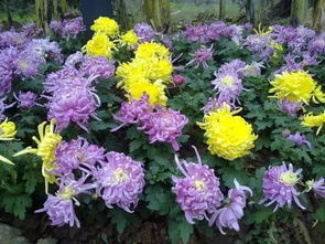 玫瑰、 康乃馨等常见花卉