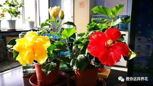 朱瑾花盆栽养殖全攻略：高效管理技巧大公开