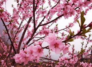 春天赏花树推荐：樱花、桃花、梨花...你准备好了吗