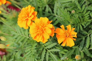 橙色孔雀草图片中，羽一样的花瓣是哪种品种？