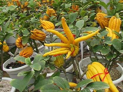 佛手花卉如何种植？适合哪些土壤和光照