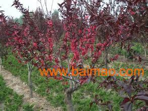 红叶碧桃果实的口感与平安性