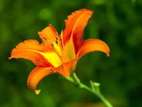 养花小白的噩梦：四季常青，我嫩养死3盆？