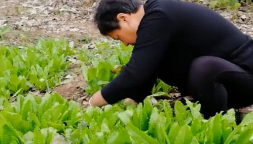 农民伯伯的辛苦